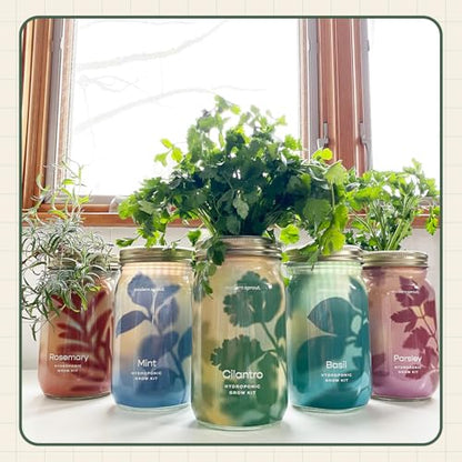 Modern Sprout Mason Garden Jar - Self-Watering Hydroponics Kit - Cilantro - color: Cilantro, size: Garden Jars