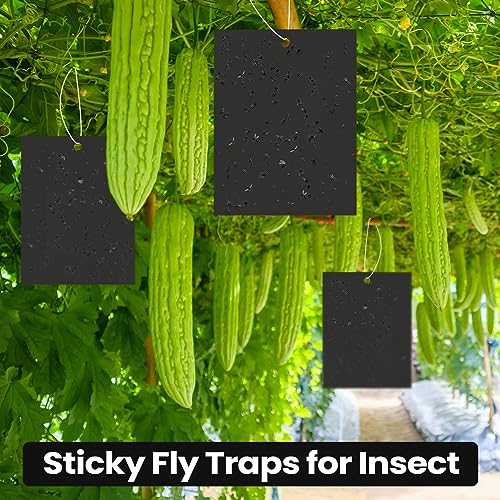 Qualirey 100 Pcs 6x8 Inch Black Sticky Traps for Gnats - color: Black