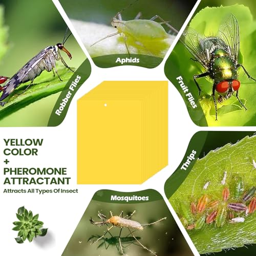 Qualirey 300 Pcs 6 x 8 in Yellow Sticky Traps for Gnats Plant Insect Trap - color: Yellow