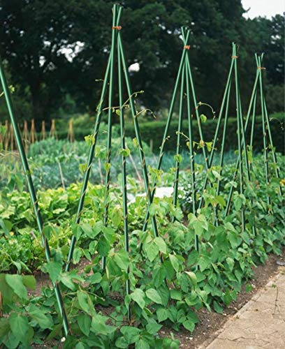 5ft Garden Stakes 20pack, 1/4'' Diameter Plant Stakes, Never Rust for Plant Support Poles, Green(60inch) - size: 1/4'' Dia x 5Ft Height (20 packs)