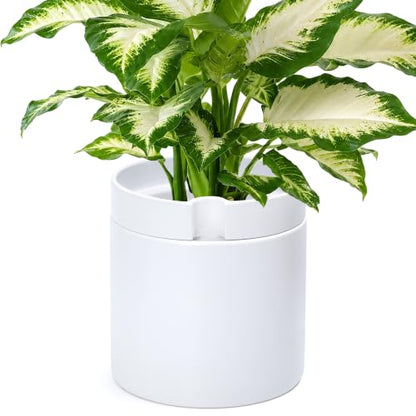 Phoenix Vine 10 Inch Cylinder Self Watering Planter, White Glazed Outer Plant Pot with Dolomite Clay Inner Planter for Indoor Plants, White, 31-A-I-W - color: White