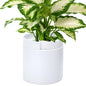 Phoenix Vine 10 Inch Cylinder Self Watering Planter, White Glazed Outer Plant Pot with Dolomite Clay Inner Planter for Indoor Plants, White, 31-A-I-W - color: White