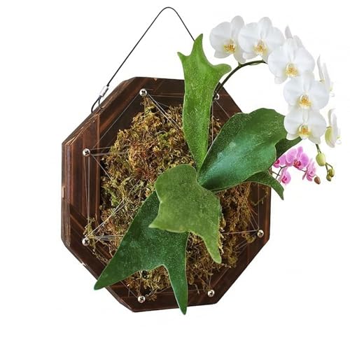 Staghorn Fern Mounting Kit - Wood Wall Planter for Orchids,Herbs & Indoor Plants | Hanging Plant Holder, Basket & Stand for Wall Decor(10.43inch) - size: 10.43inch