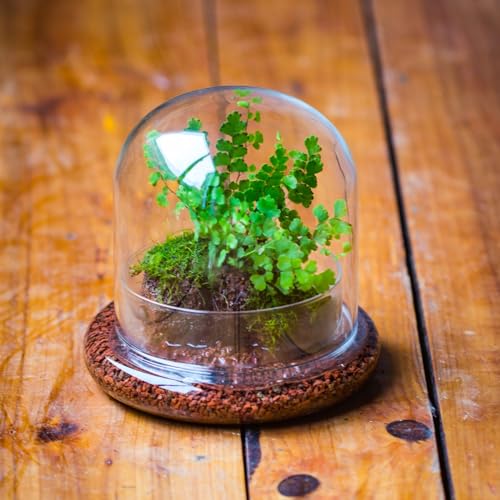 Small Glass Cloche Dome with Base for Mini Carnivorous Plants