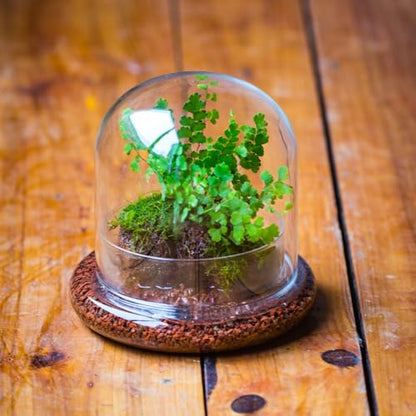 Small Glass Cloche Dome with Base for Mini Carnivorous Plants