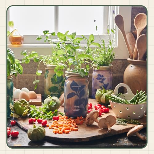 Modern Sprout Mason Garden Jar - Self-Watering Hydroponics Kit - Cilantro - color: Cilantro, size: Garden Jars