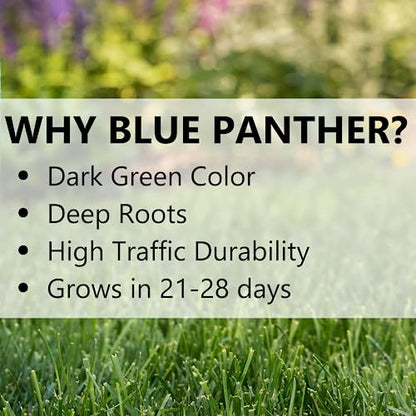 Jonathan Green Blue Panther Kentucky Bluegrass Grass Seed - 25 lb - size: 25 lb