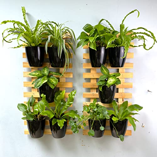 LaLaGreen Indoor Wall Planters (5in, 10 Pack) Self Watering Hanging Pots - size: 5" (12.5 cm)