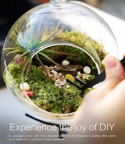 LuckyRunes DIY Terrarium Kit with Live Moss, 15-Piece Glass Globe Set