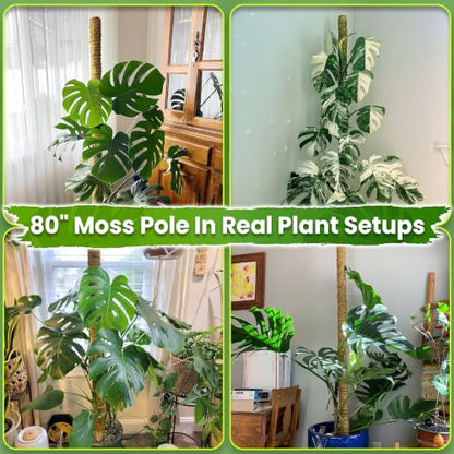 DUSPRO 80" Large Stackable Moss Pole for Plants Monstera, (1pc., 80'') - size: 80'' MOSS POLE for SUPER-BIG PLANTS