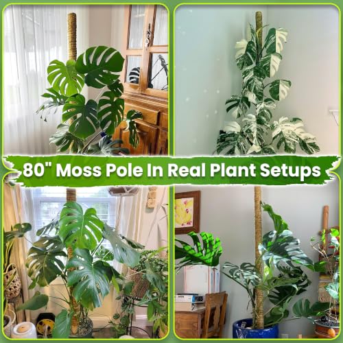 DUSPRO 80" Large Stackable Moss Pole for Plants Monstera, (1pc., 80'') - size: 80'' MOSS POLE for SUPER-BIG PLANTS