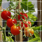Tcamp Heavy-Duty Polyester Plant Trellis Netting - size: 6" Mesh (5*15 Ft) - 2Pack