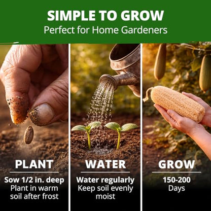 HOME GROWN Luffa Loofah Gourd Seeds, 40 Seeds, Luffa aegyptiaca