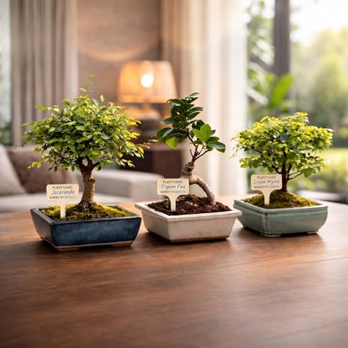 Bonsai Tree Kit Deluxe - Growing 5 Unique Japanese Bonzai Trees