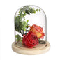 JUXYES 4.5x6 Inch Clear Glass Display Dome Cloche with Maple Wood Base