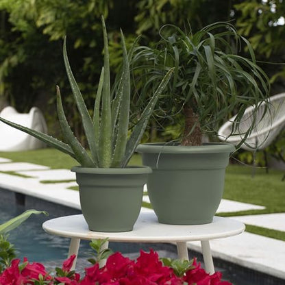 Bloem Ariana 6" Plastic Self-Watering Planter, Basil, 4-Pack - color: Basil, size: 6" (Pack of 4)
