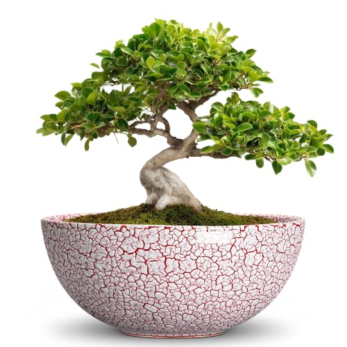 Bonsai Planter, 8 Inch Ceramic Succulents Planters, Texture Red - color: Texture Red-1, size: 8 Inch