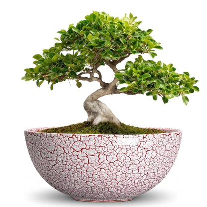 Bonsai Planter, 8 Inch Ceramic Succulents Planters, Texture Red - color: Texture Red-1, size: 8 Inch