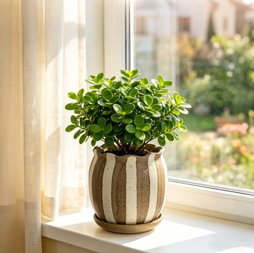 5.2 inch Stripes Ceramic Plant Pots with Drainage Hole and Tray, Brown - color: Brown
