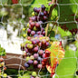 Tcamp Heavy-Duty Polyester Plant Trellis Netting - size: 3.5" Mesh(5*30 Ft) - 2Pack
