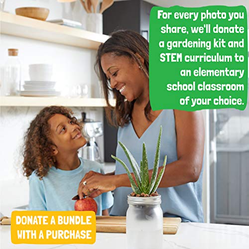 Back to the Roots Self Watering Grow Kit - Glass Hydroponic Planters for Succulents and Cacti Self-Watering System - size: 1 Count (Pack of 1), style: Self-Watering Succulent Kit