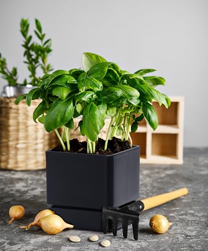 D'vine Dev 2-Pack Plastic Herb Planter Pots, 4 in, Black, 76-Y-B2-1 - color: Black, size: 8 Inch x 4.5 Inch
