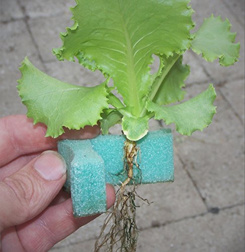 1" GrowGrip Plant Holder (25)