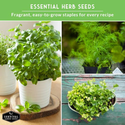 Indoor Herb Seeds Variety Pack - 10 Herbs for Planting