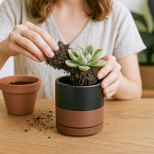 D'vine Dev 4-Pack Ceramic Pots with Saucers, Black/Tan, 3.5 in, 94-X-A-7 - color: Black/Speckled Tan, size: 3.5 Inch