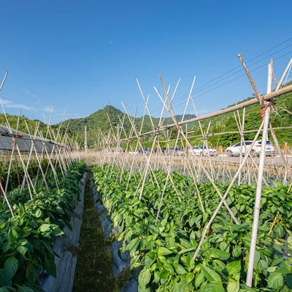Plant Stakes, 4FT Natural Bamboo Garden Stakes, 25Pcs Bamboo Plant Stakes,Bamboo Sticks for Tomato,Beans,Vegetable and Climbing Plants - size: 4 Ft, 25 Pack