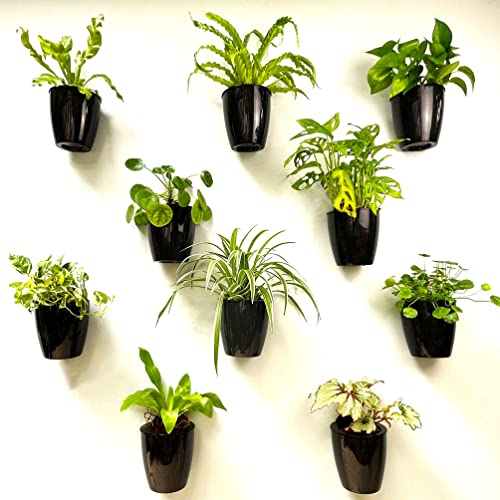 LaLaGreen Indoor Wall Planters (5in, 10 Pack) Self Watering Hanging Pots - size: 5" (12.5 cm)