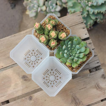 60 Pack Small 2.70 Inch Plastic Square Nursery Pot, Plant Starting and Transplant Planter Container with Drainage Hole for Seed Germination, Clear