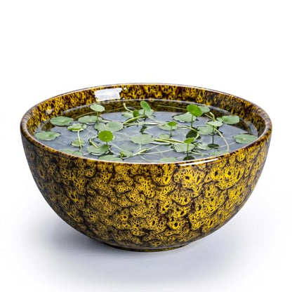 Lotus Bowl Planter, 8 Inch Ceramic Bonsai Pots, Yellow Leopard - color: Yellow Leopard-1, size: 8 Inch