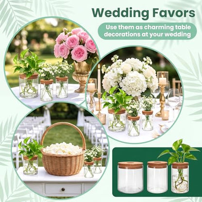 6Pcs 3 Size Glass Plant Propagation Stations, Desktop Flower Vases