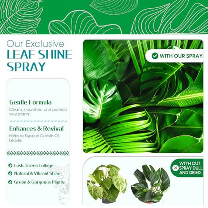 Leaf Shine Spray - Ready-to-Use Gloss & Polish for Indoor Plants