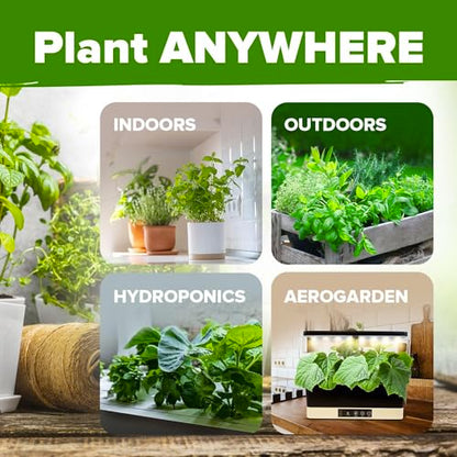 HOME GROWN 10 Herb Variety Pack 3000+ Seeds Extra Large Culinary Kit