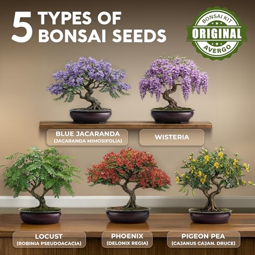 Bonsai Tree Kit Classic - Growing 5 Unique Japanese Bonzai Trees - size: Large 14"