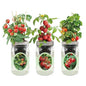 Hydroponic Mason Jar Indoor Garden Organic Seed Starter Kits - Tomato Trio Garden Growing Kits, Gardening Gift (Red Robin Tomato, Cherry Tomato - Tiny Tim, Sweetie Cherry Tomato) - color: Tomato Trio Garden Kits