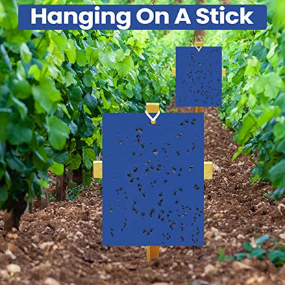 Qualirey 250 Pcs 6x8 Inch Blue Sticky Traps for Thrips - color: Sky Blue