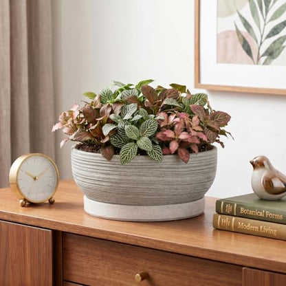 Ceramic Bonsai Planter, 8 Inch Succulent Pot with Tray, Brushed Grey - color: Brushed Grey, size: 8 Inch