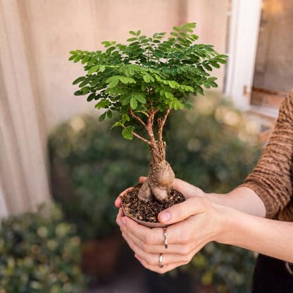 Bonsai Tree Kit Classic - Growing 5 Unique Japanese Bonzai Trees - size: Large 14"
