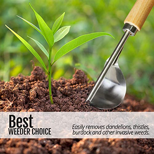 Betus Manual Hand Weeder - Bend-Proof Leverage Base for Super Easy Weed Removal & Deeper Digging - Sturdy Chrome Plated Steel - Compact Dandelion Weed Puller Tool for Yard Lawn and Farm