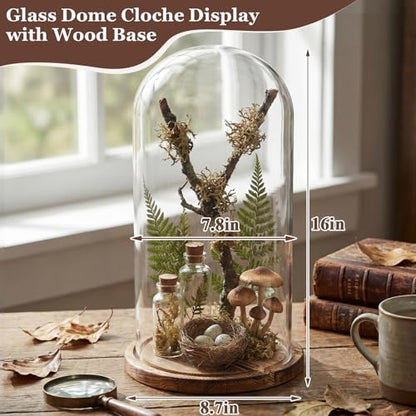 16'' × 8.66'' Glass Dome Cloche Display with Wood Base, Clear Display Jar - size: 8.66''×16''