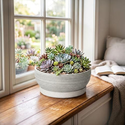 Ceramic Bonsai Planter, 8 Inch Succulent Pot with Tray, Brushed Grey - color: Brushed Grey, size: 8 Inch