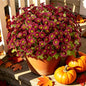 Artificial Daisy Mums for Outdoors, 12 PCS Fall Flowers, Burgundy - color: Burgundy