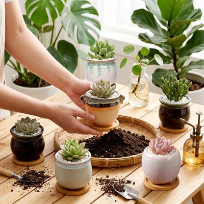3.5 Inch Succulent Pot with Drainage,Planting/Flower Pots - size: 3.5inch-6pack