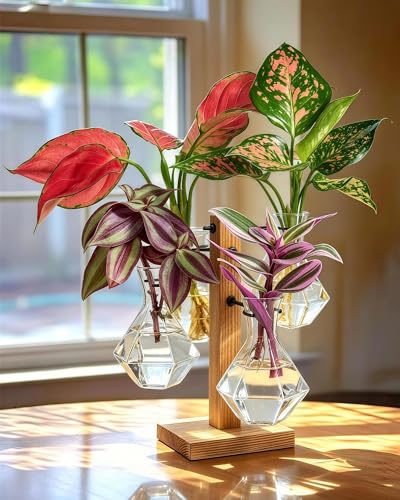 Plant Propagation Stations with Wood Stand, 4 Vases Diamond Shape - color: Diamond
