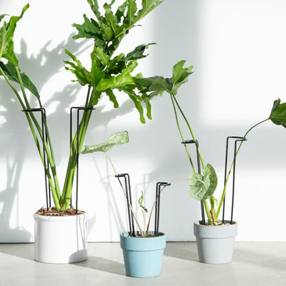 15.5" 10 Pack Large Iron Monstera Trellis - Heavy-Duty Plant Supports - color: Black, size: 15.5 Inch H