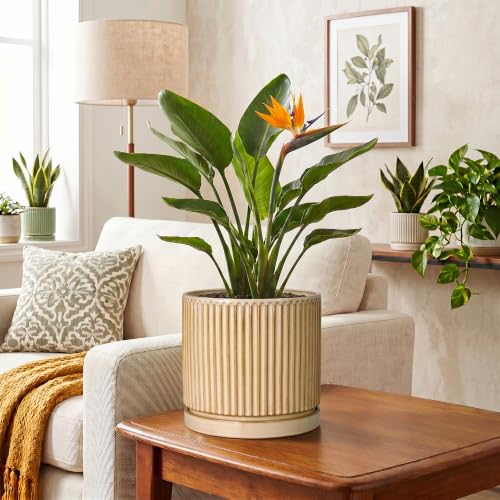 8 Inch Flower Pot, Ceramic Planters, Round Plant Pot, Beige - color: Beige, size: 8 Inch