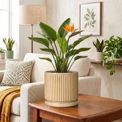8 Inch Flower Pot, Ceramic Planters, Round Plant Pot, Beige - color: Beige, size: 8 Inch